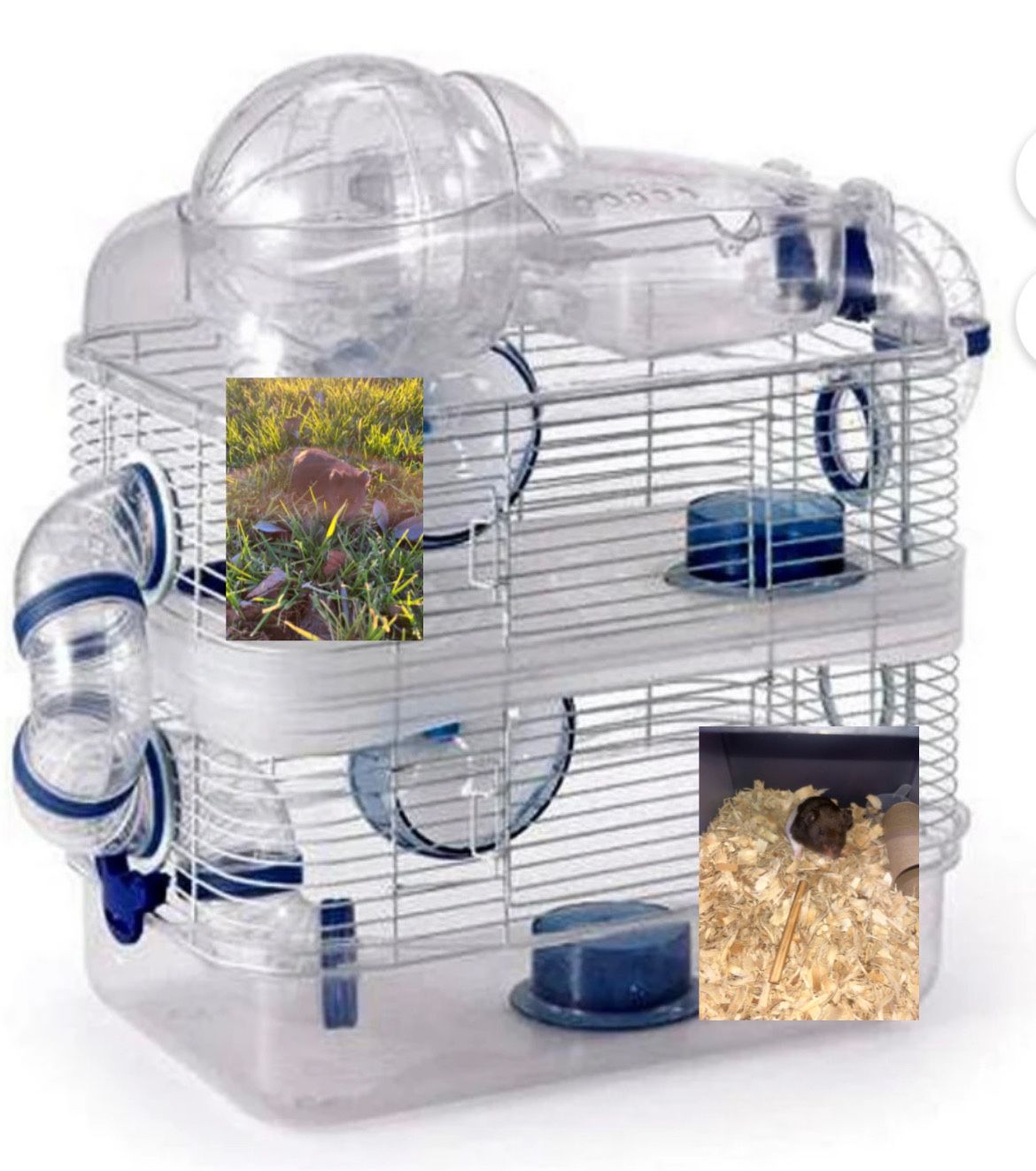 Cage With One Of These Hamster