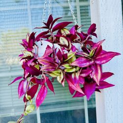 Beautiful Purple Wandering Jew Sabrina Hanging Plant- Easy To Grow