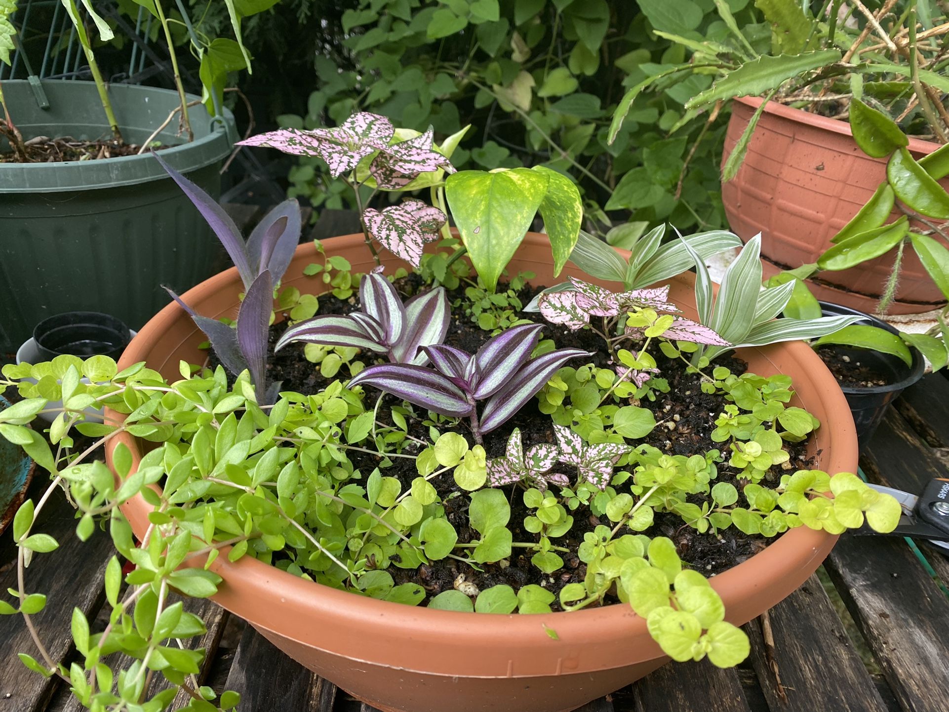 Colorful Plant Composition Coleus Tradescantia Ground Cover