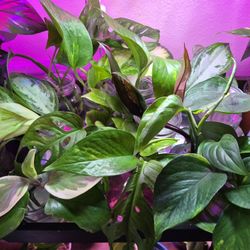 Monstera And Pathos Propagating Starts