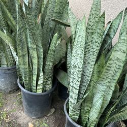 Snake Plant. different leaves /Lengua De Suegra