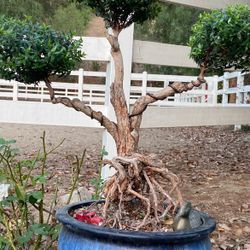 Myrtus communis compacta