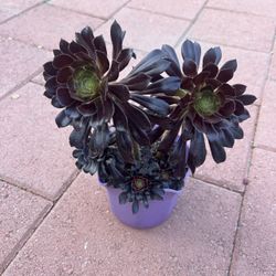 Beautiful Black Rose Succulents Plants Flower Home Patio Garden Yard In Pot Lawn Design
