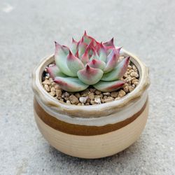 Succulents plants 🪴 