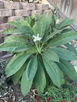Plumeria cuttings
