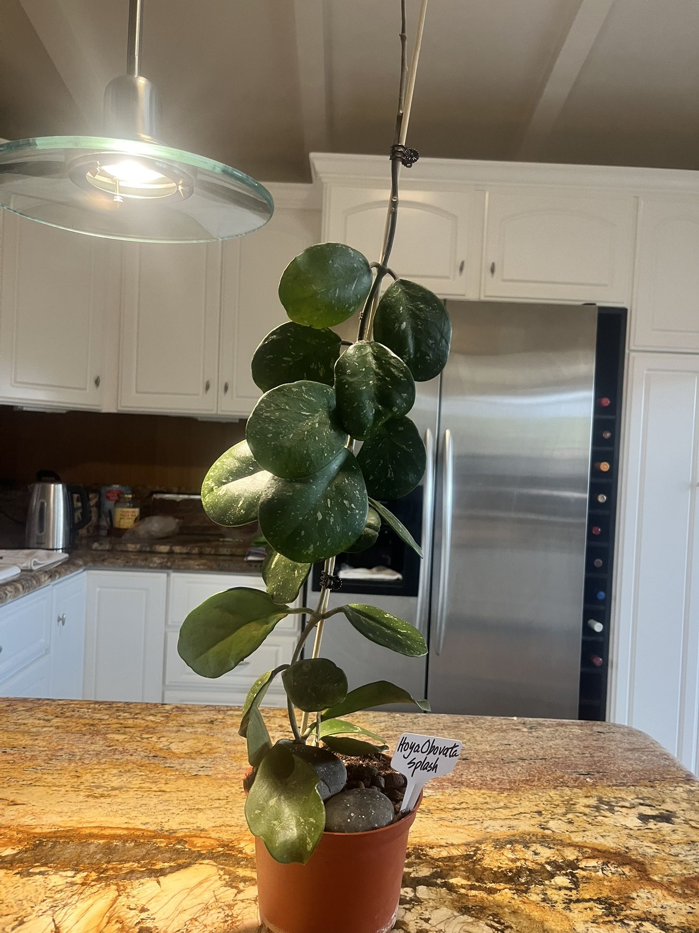 Hoya Obovata Splash Exact Plant
