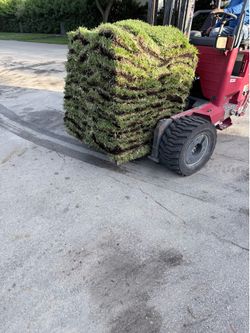 Palmetto  sod