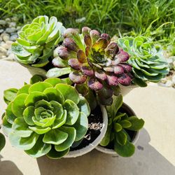 Set Of Succulents 