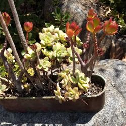 Succulent Bowls