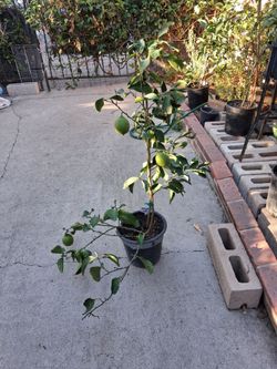 3ft MEYER LEMON TREE