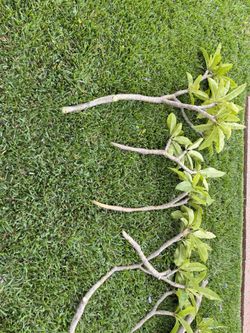 Plumeria