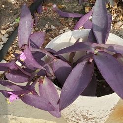 purple heart plant 