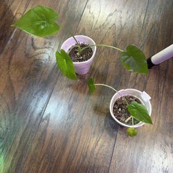 Alocasia Plants (pls Read Description Below)