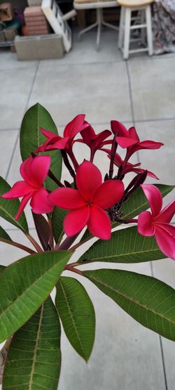 Frangipani Plumeria red Cuttings **plus Free cutting**