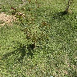 Crape Myrtle,Jupiter 