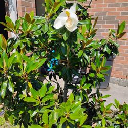 Orchid Tree  Each 8ft Tall  Have Two