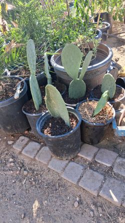 Potted Prickly Pear Cactus Plants nopales