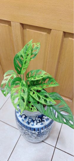 Big Leaf Variegated Swiss Cheese Adansonii