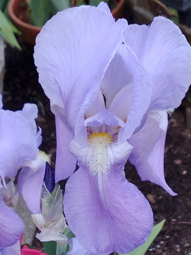IRIS PLANTS -----Last Chance 
