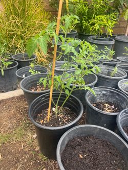 Aiko Japanese grape tomato plant