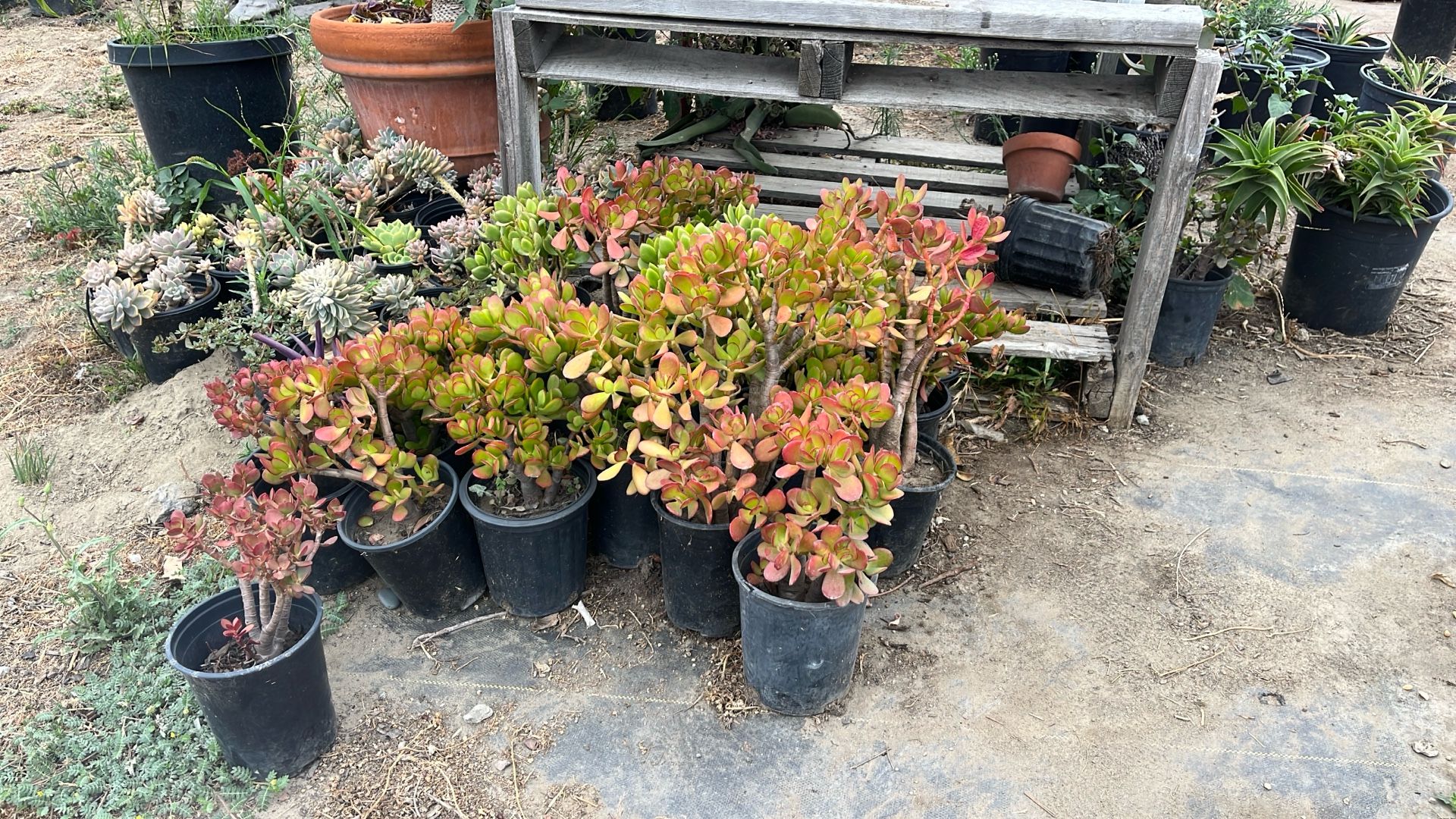 Jade Plants