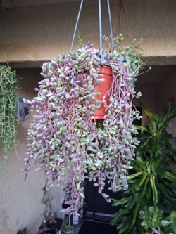 Strings of Ruby Necklaces Plant $25
