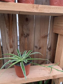 Spider plant