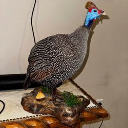 Helmeted Guinea Fowl Taxidermy 
