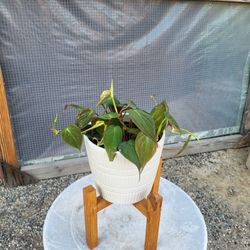 Philodendron Micans Plant 6" Ceramic Pot And Stand