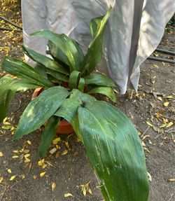 Cast Iron Plant (Aspidistra