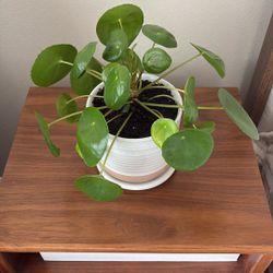 Chinese Money Plant