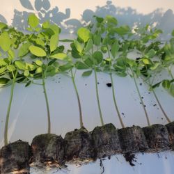10 Moringa Tree Seedlings (6-12" Live Plant) With Free Seeds 