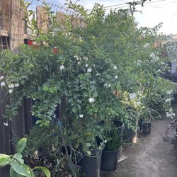 Árbol Flor De Cielo Grande