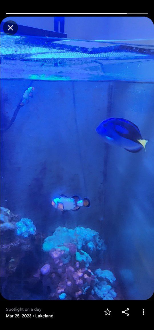 Saltwater Tank Fish And Equipment 