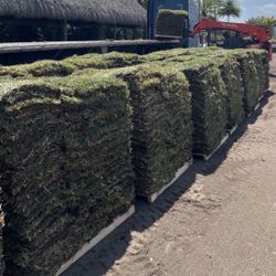 Sod Pallets Special For Month  