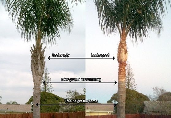 palm Tree