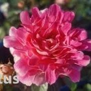 Rare European, Japan rose plants , Lotus