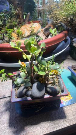 HAND PAINTED bonsai jade arrangement