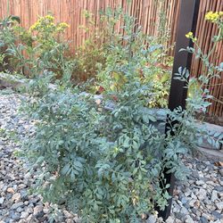 Ruda plant (common rue)