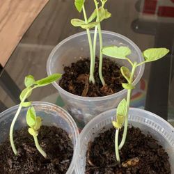 All Season Vegetable Green Hyacinth Bean / Lablab Beans Plant