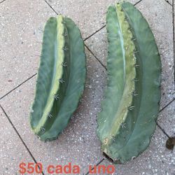 Esquejes De Pitaya De Mayo Poblana