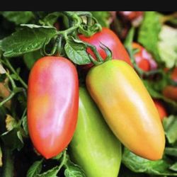 3x San marzano tomato Plants Ideal For Making Sauces 2ft Tall 1 Gal. Plant With Fruits