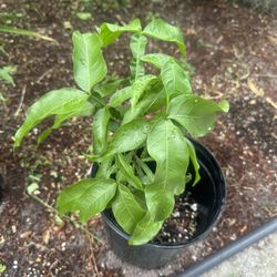 Guinep Tree. Mamoncillo Planta 