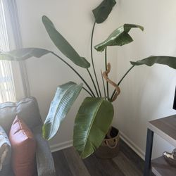 Live Birds Of Paradise Plant - MUST GO BEST OFFER 