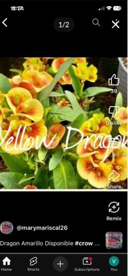 Corona de Cristo Yellow dragon $55