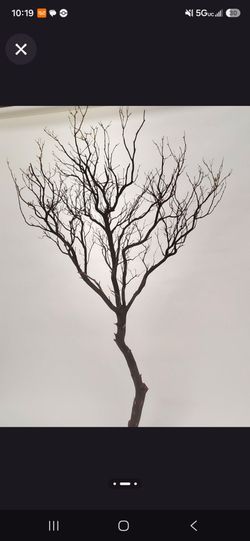 Manzanita Branches all sizes