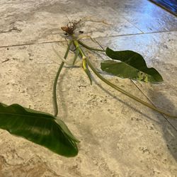 Variegated Burle Marx Plant Cuttings ( Pls Read Description Below)