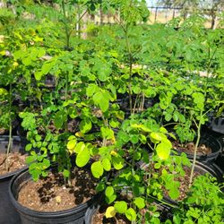 Moringa Tree Plants 2ft Tall 