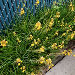 Bulbine Frutescens