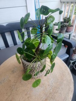 Pilea